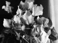 IMG_20131118_0024.jpg